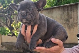 Francuski Buldog sky blue štenci, Vršac