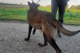 Belgijski ovcar Malinoa štenci, Novi Sad