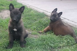 Belgijski ovcar Malinoa štenci, Novi Sad