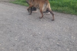 Belgijski ovcar Malinoa štenci, Novi Sad