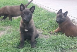 Belgijski ovcar Malinoa štenci, Novi Sad