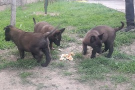 Belgijski ovcar Malinoa štenci, Novi Sad