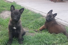 Belgijski ovcar Malinoa štenci, Novi Sad