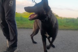 Belgijski ovcar Malinoa štenci, Novi Sad