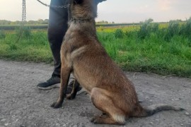 Belgijski ovcar Malinoa štenci, Novi Sad