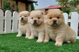 Cau cau Chow chow stenad najlepsi poklon , Sombor