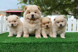 Cau cau Chow chow stenad najlepsi poklon , Sombor
