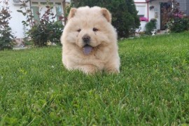 Cau cau Chow chow stenad najlepsi poklon , Sombor