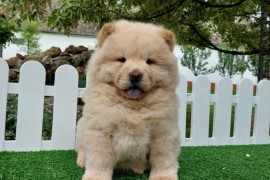 Cau cau Chow chow stenad najlepsi poklon , Sombor