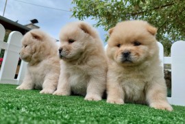 Cau cau Chow chow stenad najlepsi poklon , Sombor