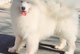 Samojed štenci i odrasli psi, Beograd