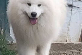 Samojed štenci i odrasli psi, Beograd