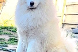 Samojed štenci i odrasli psi, Beograd