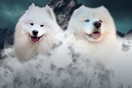 Samojed štenci i odrasli psi, Beograd