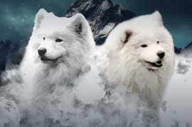 Samojed štenci i odrasli psi, Beograd