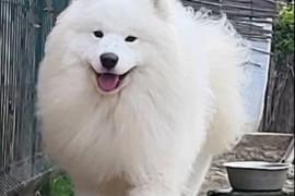 Samojed štenci i odrasli psi, Beograd