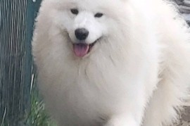 Samojed štenci i odrasli psi, Beograd