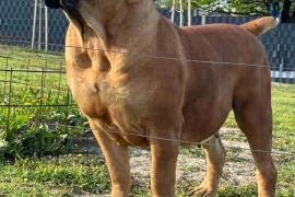 Južnoafrički mastif - Boerboel štenci, Lazarevac