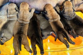 Južnoafrički mastif - Boerboel štenci, Lazarevac