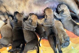 Južnoafrički mastif - Boerboel štenci, Lazarevac