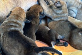 Južnoafrički mastif - Boerboel štenci, Lazarevac