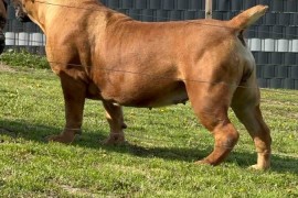 Južnoafrički mastif - Boerboel štenci, Lazarevac