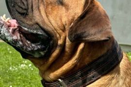 Južnoafrički mastif - Boerboel štenci, Lazarevac