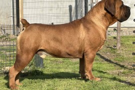 Južnoafrički mastif - Boerboel štenci, Lazarevac