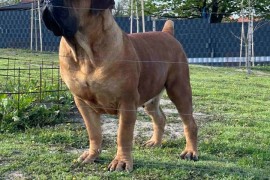 Južnoafrički mastif - Boerboel štenci, Lazarevac