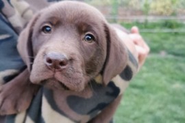 Čokoladni labrador, Beograd