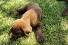Čokoladni labrador, Beograd
