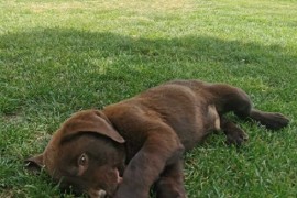Čokoladni labrador, Beograd