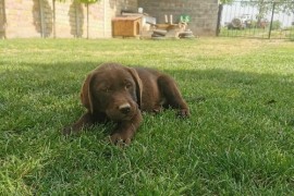 Čokoladni labrador, Beograd