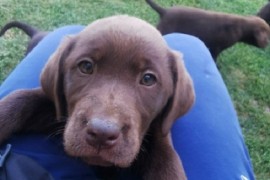 Čokoladni labrador, Beograd