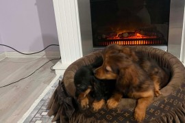 Dugodlaki patuljasti jazavičar, štenci  , Rumenka