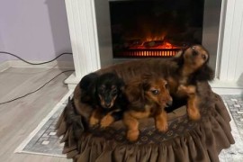 Dugodlaki patuljasti jazavičar, štenci  , Rumenka