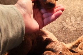 Crvena toy pudla, prelepi štenci, Jarkovac
