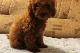 Crvena toy pudla, prelepi štenci, Jarkovac