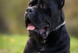 Cane Corso mužjak na prodaju, Šetonje