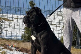 Cane Corso mužjak na prodaju, Šetonje