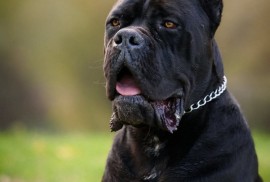 Cane Corso mužjak na prodaju, Šetonje