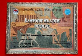 Cane Corso mužjak na prodaju, Šetonje