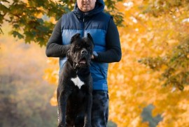 Cane Corso mužjak na prodaju, Šetonje