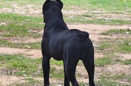 Cane Corso mužjak na prodaju, Šetonje