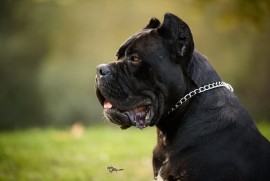 Cane Corso mužjak na prodaju, Šetonje