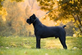 Cane Corso mužjak na prodaju, Šetonje