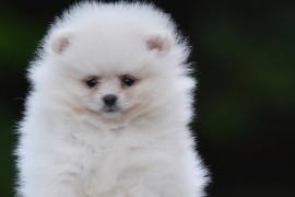 Pomeranac BOO prelepi štenci, Loznica