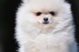 Pomeranac BOO prelepi štenci, Loznica