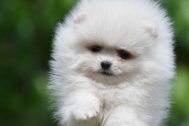 Pomeranac BOO prelepi štenci, Loznica