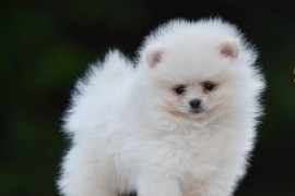 Pomeranac BOO prelepi štenci, Loznica